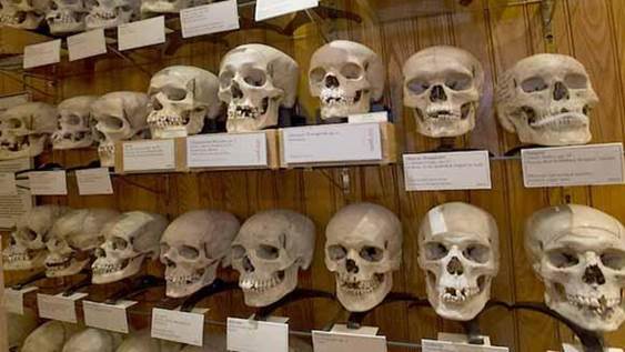 Les crânes de 37 résistants algériens sont exposés au Musée de l’Homme de Paris depuis 1949.